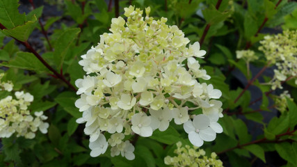 Hydrangea paniculata 'Vanille Fraise'