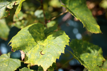 Autumn grape plant