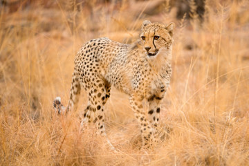 A close up photograph of a young, walking cheetah, taken in the Welgevonden Game Reserve in South Africa.