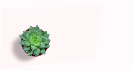 Small plant in pot succulent or cactus banner background, top view, copy space