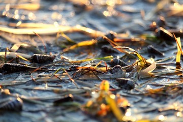 seaweed and shells in the foreground at sunset