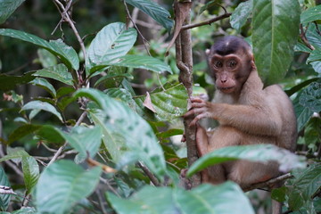 Baby Monkey portraits