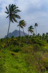 Southern India tea plantation harvest indian tea
