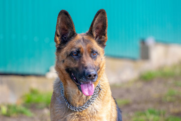 Portrait of a German Shepherd dog on a blurred background in sunny weather_