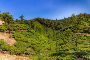 Fototapeta na wymiar Southern India tea plantation harvest indian tea