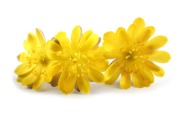 Adonis amurensis. Far eastern yellow snowdrop