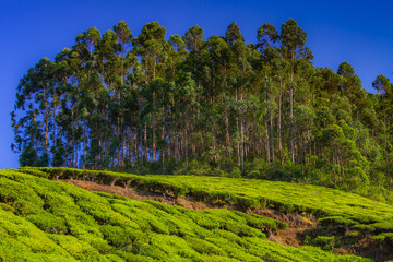 Obraz premium Southern India tea plantation harvest indian tea