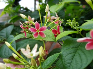 Pink Red Indian Lilly