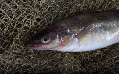 Saffron cod on net