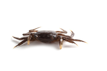 Little crab isolated on white background