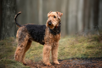airedale terrier dog standing outdoors in the forest