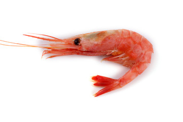 Shrimp isolated on white