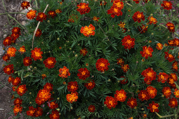 Marigold flowers background