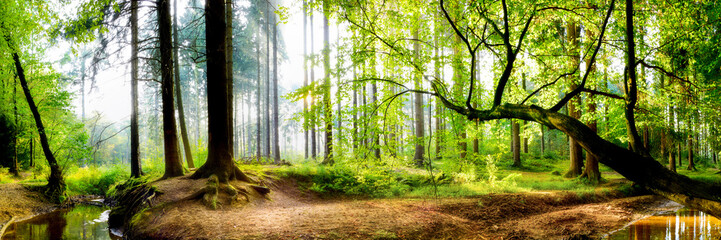Fototapeta na wymiar Wald im September mit einem Bach und Sonnenstrahlen im Nebel