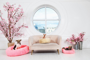 Dogs sitting on cushions in white apartment room by window