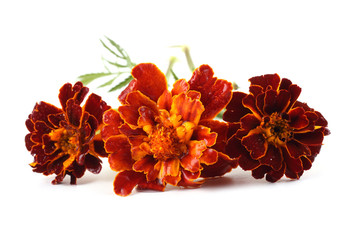 Marigolds isolated on white