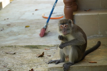 Monkey portraits