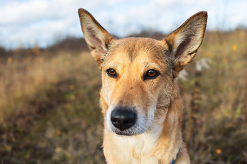Confident mongrel dog sitting in countryside at nature