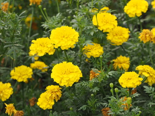 African marigold, American, Aztec, Big marigold Scientific name Tagetes erecta yellow flower blooming in garden