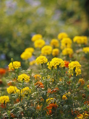 African marigold, American, Aztec, Big marigold Scientific name Tagetes erecta yellow flower blooming in garden