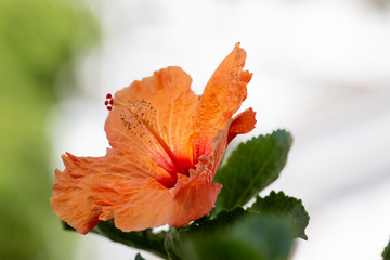 tangerine Hibiscus flower