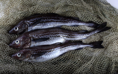 Alaska pollock on net