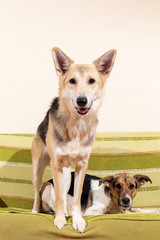 Dogs and sleeping cat resting on sofa