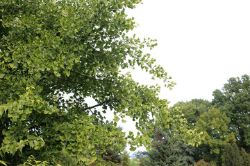 Ginkgo biloba tree