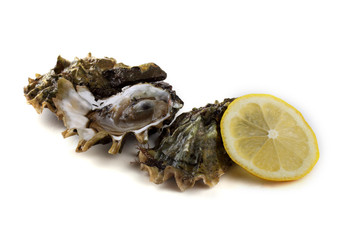Oysters isolated on white