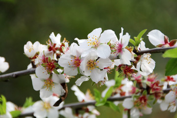 branch of almond tree blossom flowers in nature.