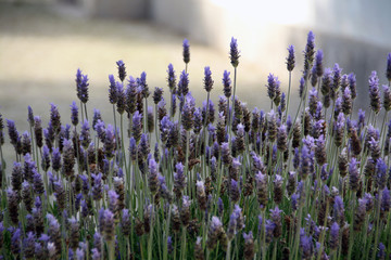 purple Lavender flowers