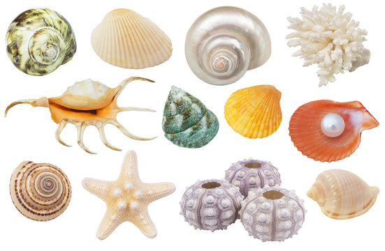 Collection of seashells, coral, starfish  and urchins isolated on white background