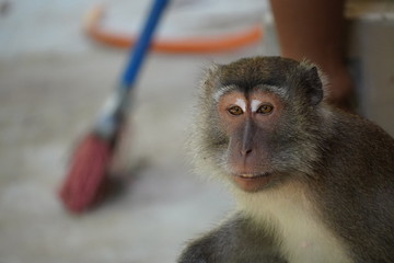 Monkey portraits