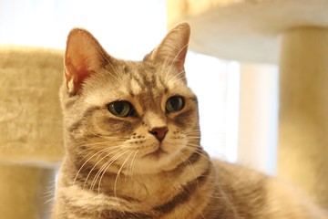 Fototapeta premium 凛々しい猫アメリカンショートヘアー