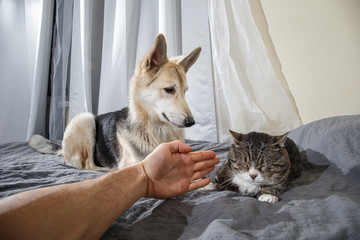 Curious dog and sleeping cat in bedroom