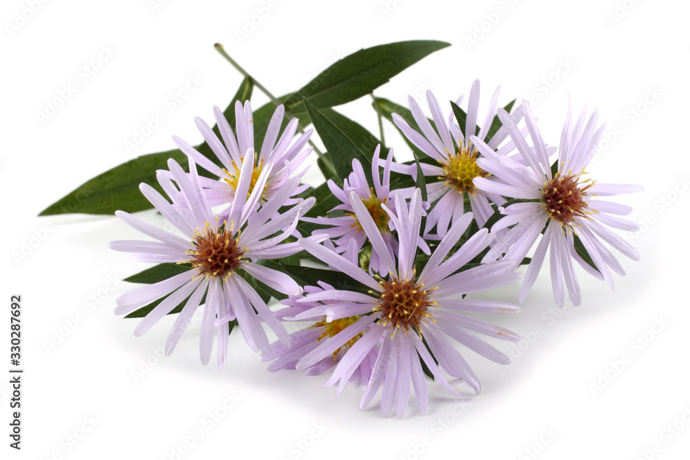 Canvas Prints Wild asters isolated on white