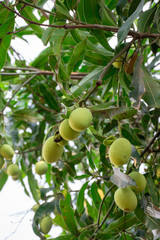 Fresh green mangoes on a mango tree.