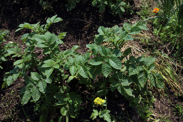Potato growing on field