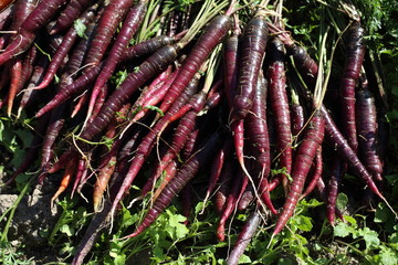 Carrots and unusual violet carrots harvest