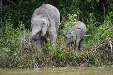 Borneo pygmy elephant family - Zwergelefant mit Baby