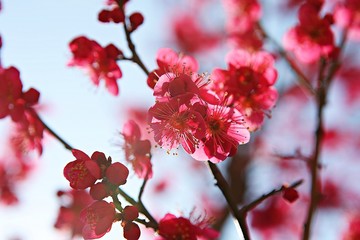 배곧신도사와옥구공원입니다