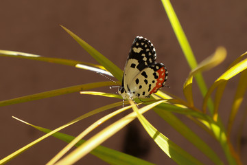 butterfly on leaf