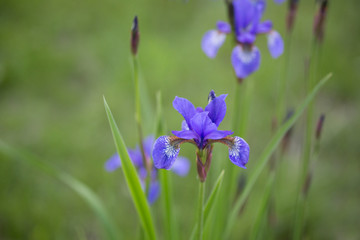 Blue Iris Across Green Grass