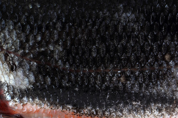 Rudd fish scales background © Alex Coan