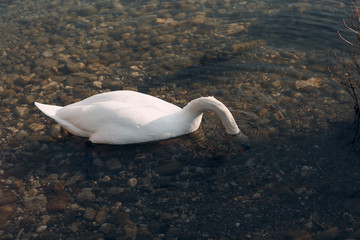 A beautiful white swan swims in a pond