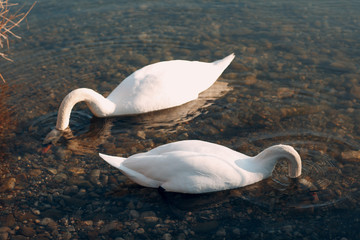 A beautiful white swan swims in a pond