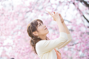 Naklejka premium スマートフォンで桜を撮影する女性