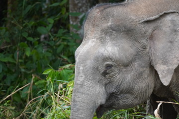 Fototapeta premium Borneo pygmy elephant - Zwergelefant