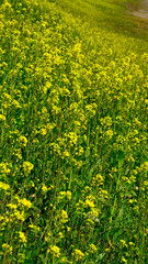 Obraz premium Canola flowers blooming in a park along the Nakdonggang River