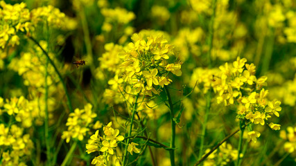 Canola flowers blooming in a park along the Nakdonggang River
